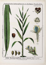 Load image into Gallery viewer, CARDAMOM SEEDS (ELETTARIA CARDAMOMUM)