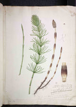 Load image into Gallery viewer, ORGANIC HORSE TAIL HORSE TAIL TT EQUISETUM ARVENSE