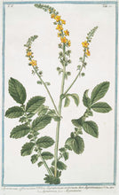 Carica l'immagine nel visualizzatore di Gallery, AGRIMONIA SOMMITA' (AGRIMONIA EUPATORIA)