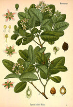 Carica l'immagine nel visualizzatore di Gallery, BOLDO FOGLIE TT ( PEUMUS BOLDUS)