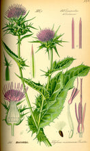 Load image into Gallery viewer, ORGANIC MILK THISTLE SEEDS (SILYBUM MARIANUM)