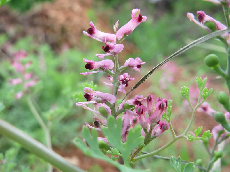 REINIGUNG MIT FUMARIA OFFICINALIS 