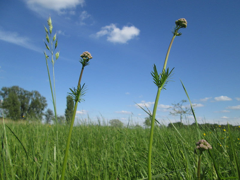 STRESS, INSONNIA...MALANNI DI PRIMAVERA!