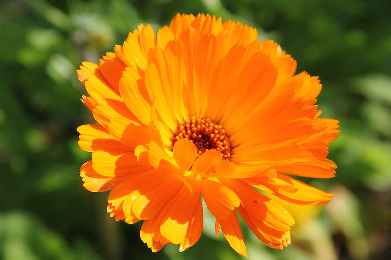 CALENDULA OFFICINALIS