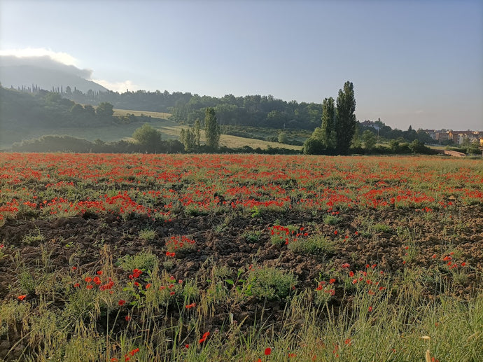 RIMEDI NATURALI IN CASO DI ALLERGIA