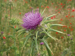 Mariendistel: Die Leberpflanze