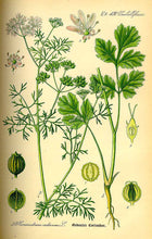 Load image into Gallery viewer, CORIANDER SEEDS ORGANIC CORIANDRUM SATIVUM
