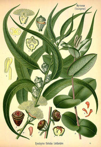 ORGANIC EUCALYPTUS LEAVES (EUCALIPTUS GLOBULUS)