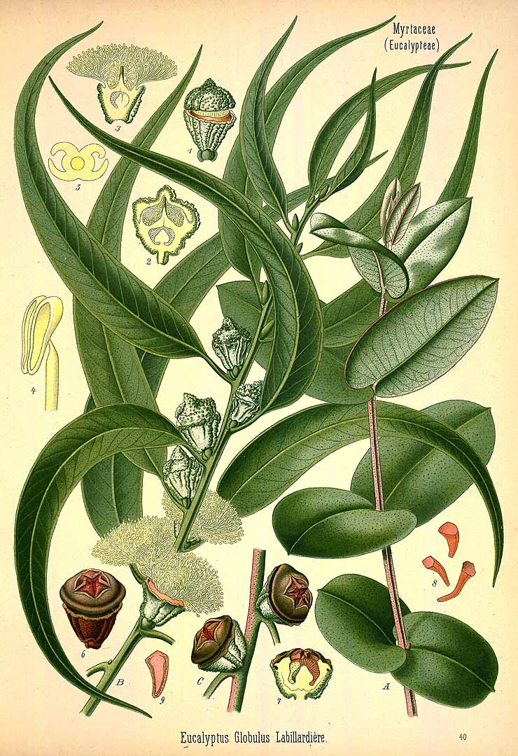 ORGANIC EUCALYPTUS LEAVES (EUCALIPTUS GLOBULUS)