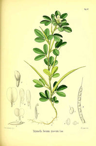 FIENO GRECO POLVERE (TRIGONELLA FOENUM-GRAECUM)