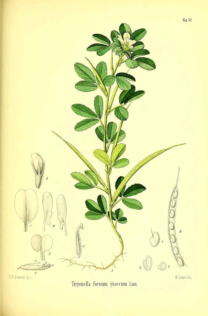 FIENO GRECO POLVERE (TRIGONELLA FOENUM-GRAECUM)
