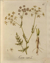 Load image into Gallery viewer, CARBONE SEEDS KUMMEL ORGANIC CUMIN (CARUM CARVI)
