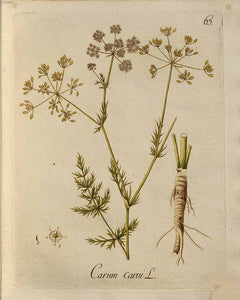 CARBONE SEEDS KUMMEL ORGANIC CUMIN (CARUM CARVI)