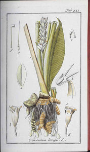 CURCUMA RADICE TT BIO (CURCUMA LONGA)