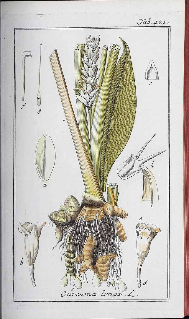 CURCUMA RADICE TT BIO (CURCUMA LONGA)