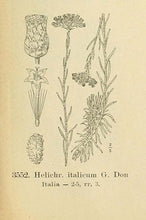 Load image into Gallery viewer, ORGANIC ITALIC HELICRYSUM (HELICRYSUM ITALICUM)
