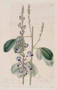DESMODIO FOGLIE ( DESMODIUM ADSCENDENS)