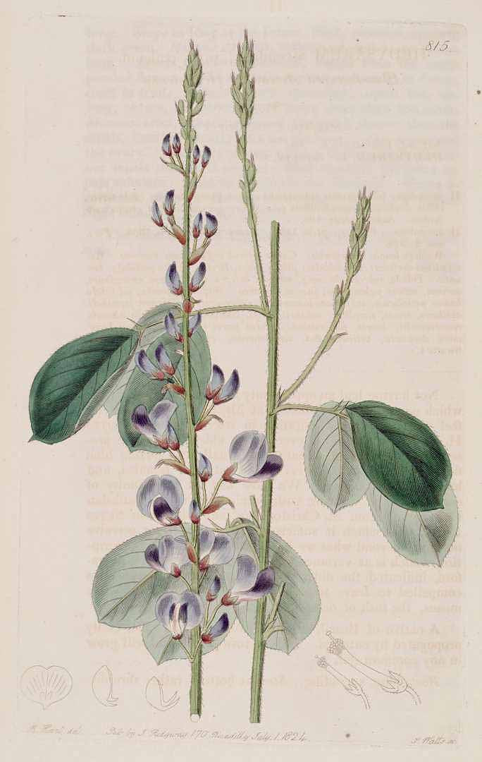 DESMODIO FOGLIE ( DESMODIUM ADSCENDENS)