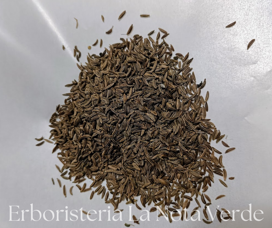 CARBONE SEEDS KUMMEL ORGANIC CUMIN (CARUM CARVI)