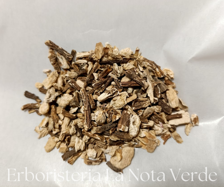 ANGELICA ARCHANGELICA RADICE TT BIO