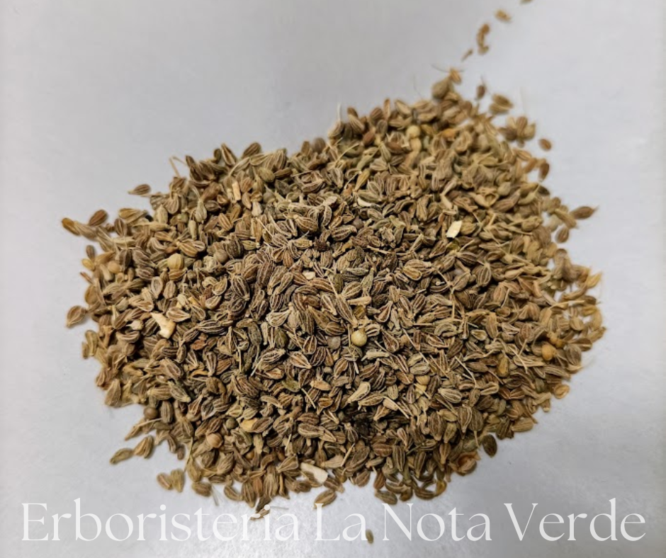 ANICE VERDE FRUTTI BIO (PIMPINELLA ANISUM)