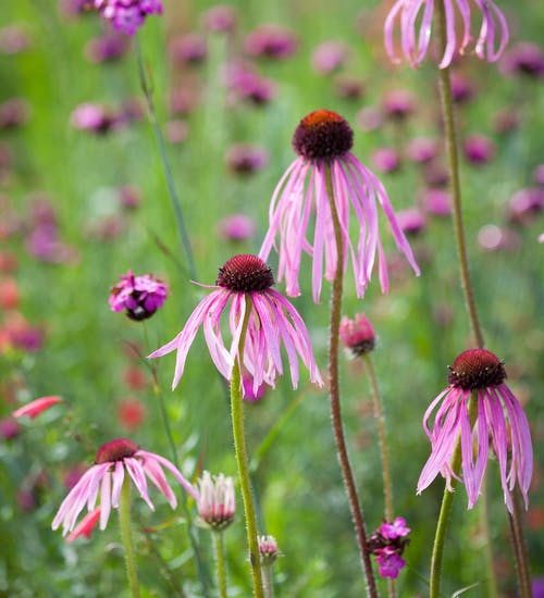 ECHINACEA PALLIDA WURZEL TT 100 G