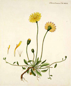 PILOSELLA SOMMITA' ( HIERACIUM PILOSELLA )