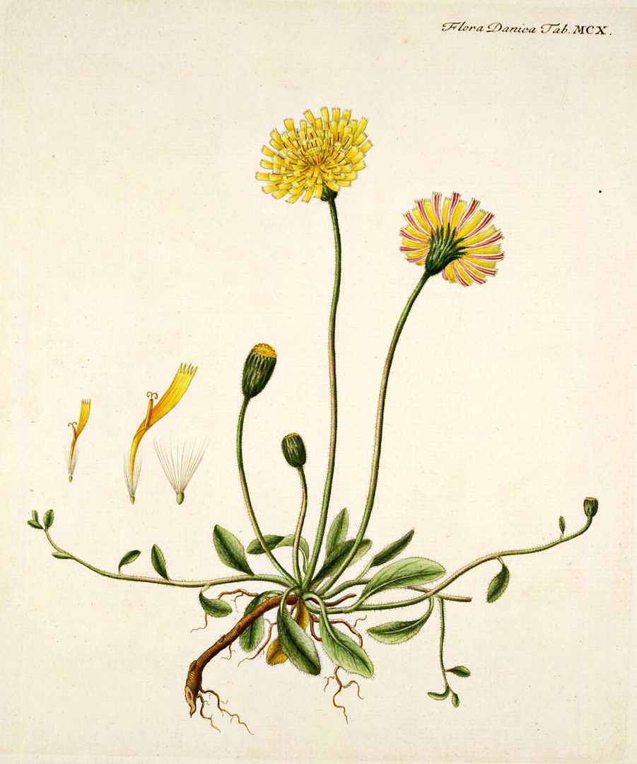 SUMMIT PILOSELLA ( HIERACIUM PILOSELLA )