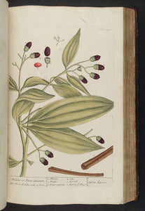 CANNELLA POLV. (CINNAMOMUM ZEYLANICUM)