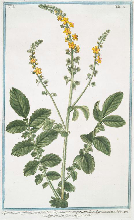 AGRIMONIA SOMMITA' (AGRIMONIA EUPATORIA)