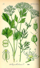 Carica l&#39;immagine nel visualizzatore di Gallery, ANICE VERDE FRUTTI BIO (PIMPINELLA ANISUM)
