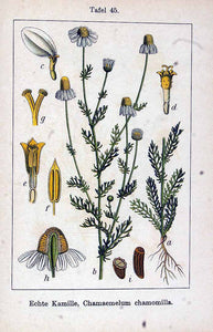 CAMOMILLA FIORI BIO - MATRICARIA RECUTITA