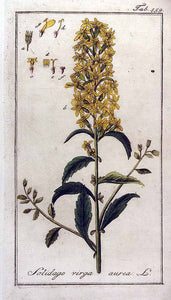 SOLIDAGINE VERGA D'ORO BIO (SOLIDAGO VIRGAUREA)