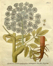 Carica l&#39;immagine nel visualizzatore di Gallery, ANGELICA ARCHANGELICA RADICE TT BIO
