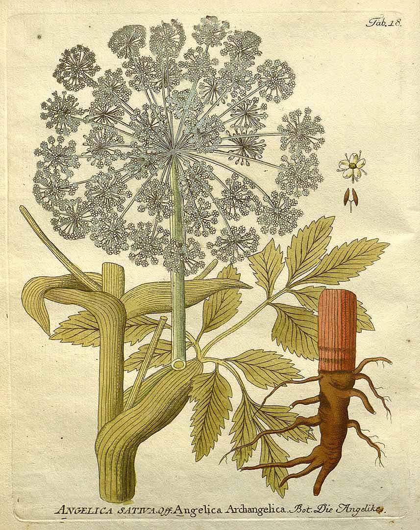 ANGELICA ARCHANGELICA WURZELN TT BIOLOGISCH