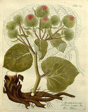 Carica l&#39;immagine nel visualizzatore di Gallery, BARDANA RADICE TT BIO ( ARCTIUM LAPPA)

