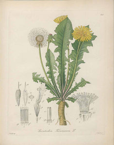 LÖWENZAHNWURZELN TT BIO (TARAXACUM OFF.)