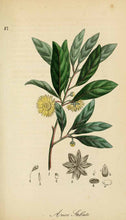 Carica l&#39;immagine nel visualizzatore di Gallery, ANICE STELLATO T.T. (ILLICIUM VERUM)

