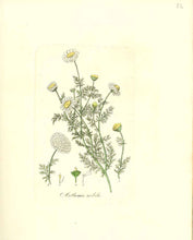 Load image into Gallery viewer, ROMAN CHAMOMILE FLOWERS (ANTHEMIS NOBILIS)
