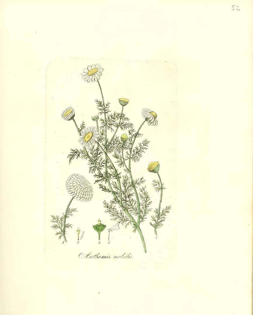 CAMOMILLA ROMANA FIORI (ANTHEMIS NOBILIS)