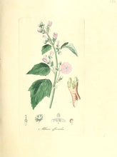 Carica l&#39;immagine nel visualizzatore di Gallery, ALTEA RADICE NATURALE TT ( ALTHAEA OFF.)
