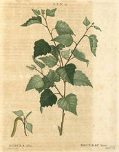 Laden Sie das Bild in den Galerie-Viewer, BIRKENBLÄTTER BIO TT (BETULA ALBA)
