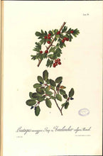 Carica l&#39;immagine nel visualizzatore di Gallery, BIANCOSPINO BIO FIORI E FOGLIE
