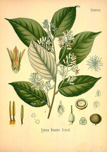 SUMATRA BENZOIN