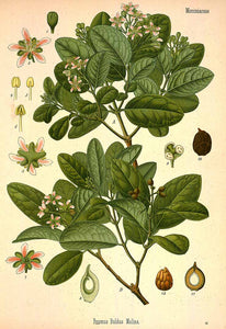 BOLDO Foglie 100 G : : Alimentari E Cura Della Casa - Foto 11