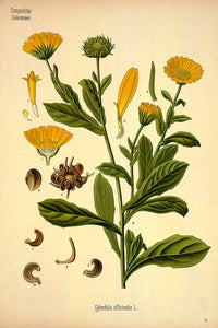 ORGANIC CALENDULA FLOWERS (CALENDULA OFFICINALIS)