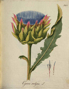 CARCIOFO FOGLIE BIO (CYNARA SCOLYMUS)