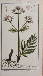 VALERIANA RADICE BIO (VALERIANA OFFICINALIS)