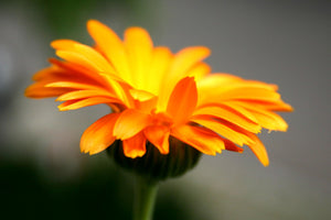 ORGANIC CALENDULA FLOWERS (CALENDULA OFFICINALIS)