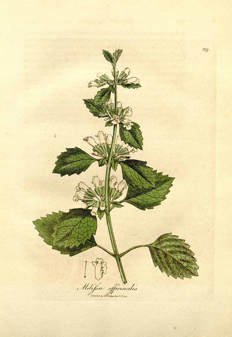 MELISSA FOGLIE BIO ( MELISSA OFFICINALIS)